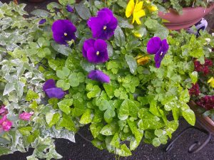 DSCF0001