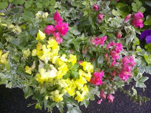 DSCF0003