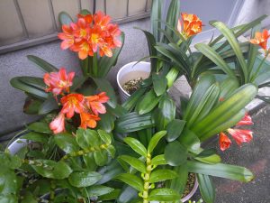 DSCF0005