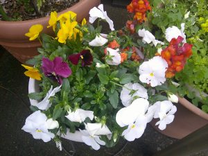 DSCF0006